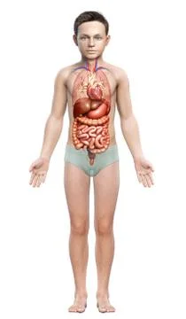 3d rendered medically accurate illustration of Boy Digestive System  and hear Stock Illustration