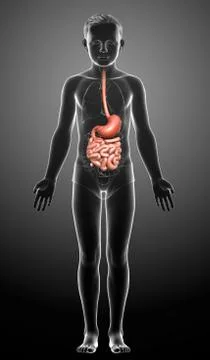 3d rendered, medically accurate illustration of a young boy stomach and small Stock Illustration