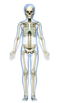 3d rendered, medically accurate illustration of a young boy skeleton system Stock Illustration