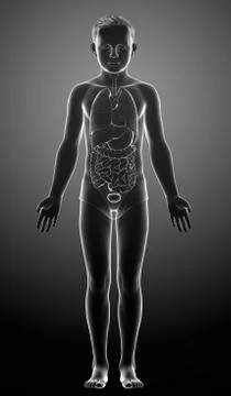 3d rendered medically accurate illustration of boy Internal organs Stock Illustration