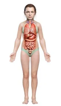 3d rendered medically accurate illustration of young girl Digestive System 库存插图