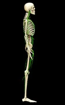 3d rendered medically accurate illustration of the lymphatic system Stock Illustration