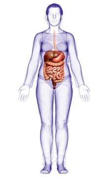 3d rendered medically accurate illustration of female Digestive System. Stock Illustration