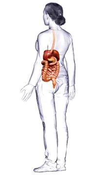3d rendered medically accurate illustration of female Digestive System. 库存插图