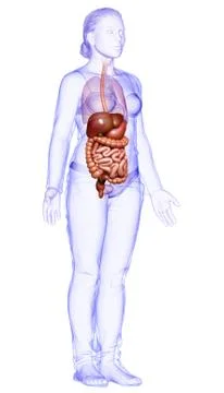 3d rendered medically accurate illustration of female Digestive System. Stock Illustration