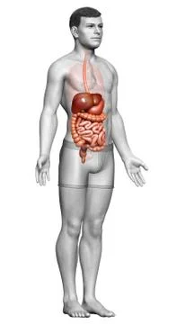 3d rendered medically accurate illustration of male Digestive System. Stock Illustration