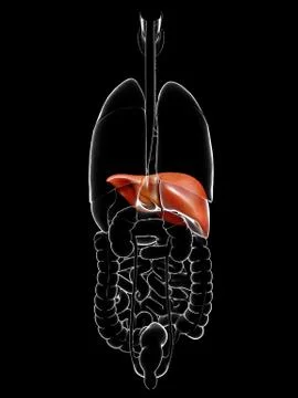 3d rendered, medically accurate illustration of  Liver Anatomy Stock Illustration
