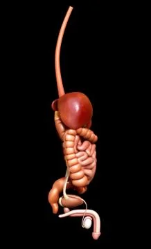 3d rendered medically accurate illustration of  Digestive System Stock Illustration