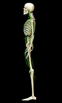 3d rendered medically accurate illustration of the lymphatic system Stock Illustration
