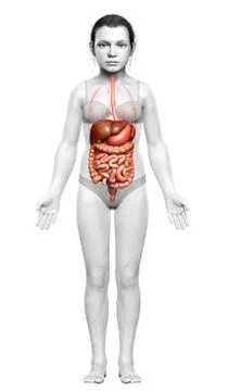 3d rendered medically accurate illustration of young girl Digestive System Stock Illustration