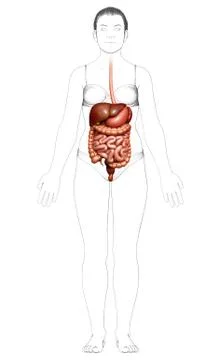 3d rendered medically accurate illustration of female Digestive System. Stock Illustration