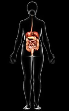 3d rendered medically accurate illustration of female Digestive System. 库存插图