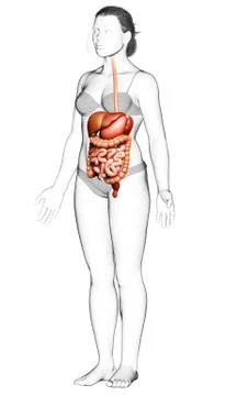 3d rendered medically accurate illustration of female Digestive System. 스톡 일러스트