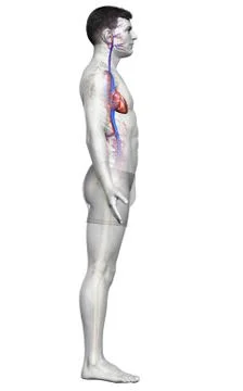 3d rendered medically accurate illustration of the male heart Stock Illustration