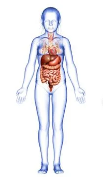3d rendered medically accurate illustration of young girl Digestive System  a 스톡 일러스트