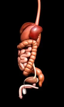 3d rendered medically accurate illustration of  Digestive System 库存插图