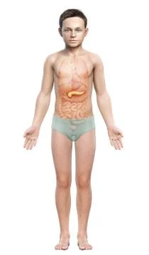 3d rendered, medically accurate illustration of a young girl pancreas Stock Illustration