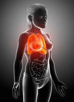3d rendered, medically accurate illustration of a young girl lung anatomy Stock Illustration