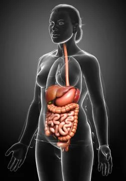 3d rendered medically accurate illustration of female Digestive System. Stock Illustration