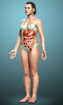 3d rendered medically accurate illustration of female Digestive System. 스톡 일러스트