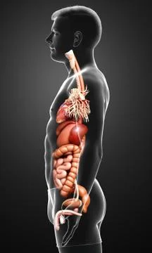 3d rendered medically accurate illustration of male Digestive System  and hea 스톡 일러스트