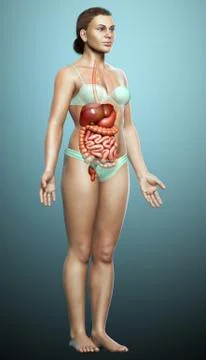 3d rendered medically accurate illustration of female Digestive System. イラスト素材