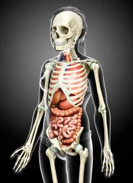 3d rendered medically accurate illustration of girl Internal organs and skele Stock Illustration