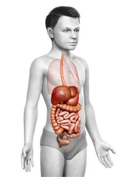 3d rendered medically accurate illustration of boy Digestive System. Stock Illustration