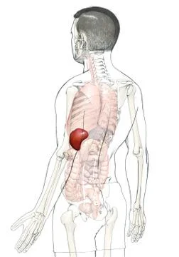 3d rendered, medically accurate illustration of a male Spleen Anatomy Stock Illustration