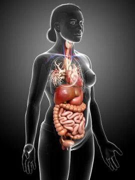 3d rendered medically accurate illustration of Female Digestive System  and h Illustrazione stock