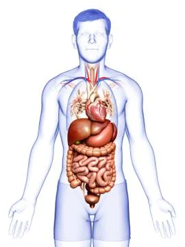 3d rendered medically accurate illustration of male Digestive System  and hea イラスト素材