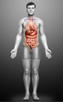 3d rendered medically accurate illustration of male Digestive System  and hea 库存插图