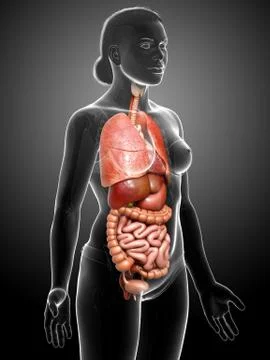 3d rendered medically accurate illustration of female  Internal organs Stock Illustration