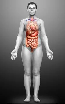 3d rendered medically accurate illustration of female Digestive System. Stock Illustration
