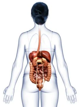 3d rendered medically accurate illustration of female Digestive System. イラスト素材
