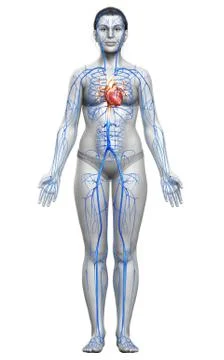 3d rendered medically accurate illustration of a female Veins anatomy Stock Illustration