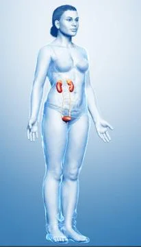 3d rendered, medically accurate illustration of female   kidneys Stock Illustration