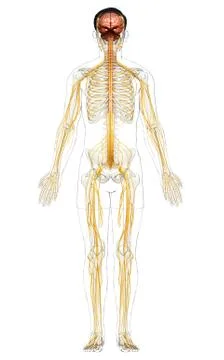 3d rendered medically accurate illustration of a male nervous system Stock Illustration