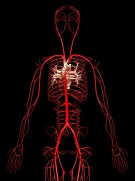 3d rendered medically accurate illustration of  arteries Stock Illustration