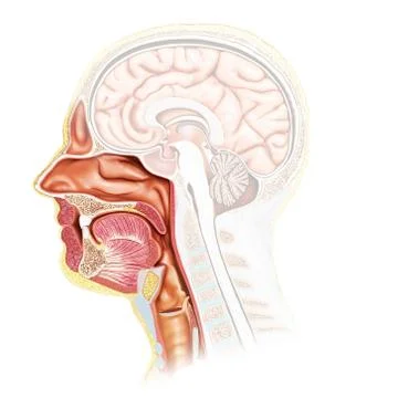 3d rendered, medically accurate illustration of male Trachea and esophagus an Stock Illustration