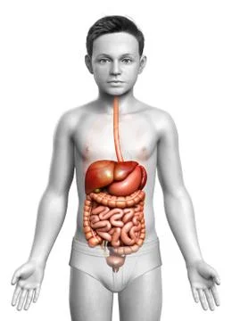 3d rendered medically accurate illustration of boy Digestive System. Stock Illustration