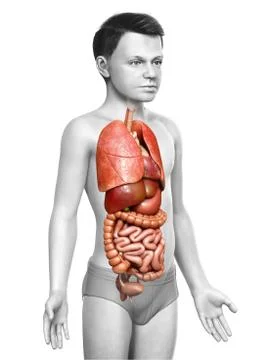 3d rendered medically accurate illustration of boy Digestive System. 스톡 일러스트