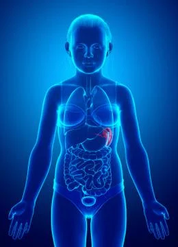 3d rendered, medically accurate illustration of a young girl Spleen Anatomy Stock Illustration