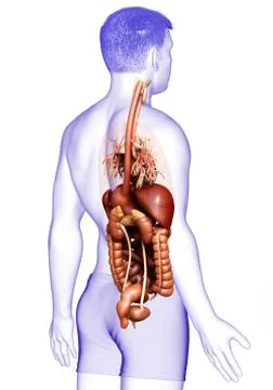 3d rendered medically accurate illustration of male Digestive System  and hea 库存插图