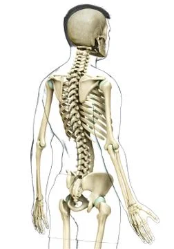 3d rendered, medically accurate illustration of a male skeleton system Stock Illustration