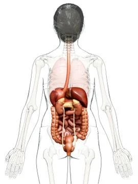3d rendered medically accurate illustration of female Digestive System. Stock Illustration