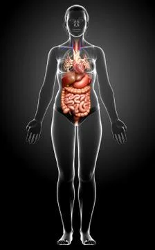 3d rendered medically accurate illustration of female Digestive System. Stock Illustration