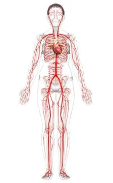 3d rendered medically accurate illustration of Female arteries Stock Illustration