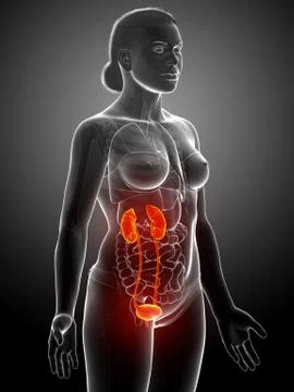 3d rendered, medically accurate illustration of the female highlighted kidney Stock Illustration
