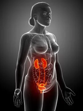 3d rendered, medically accurate illustration of the female highlighted kidney Stock Illustration